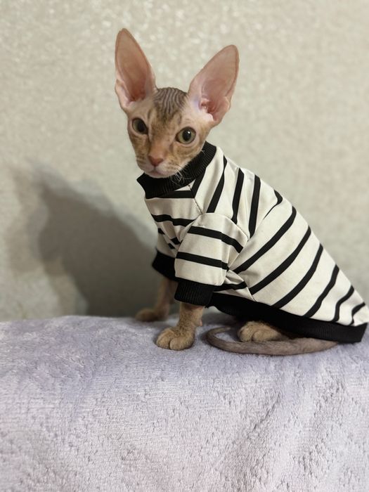 Продам конадского свинкс