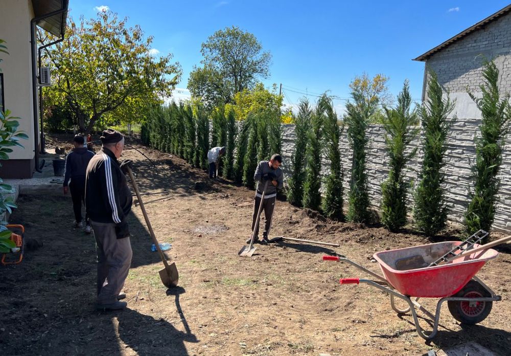 Vând chiparos leylandi