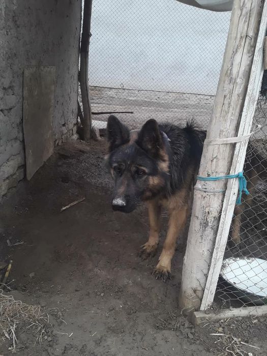 Длина шерс афчарка