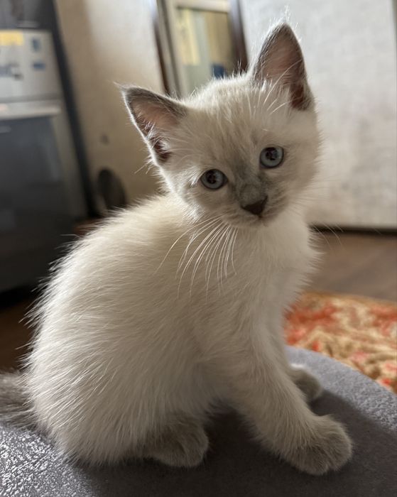 Siam mushukcha 1 qizaloq (сиамский котенок) Termiz
