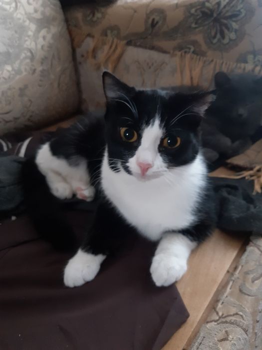 Кошек стерилизованых в ДОБРЫЕ руки!