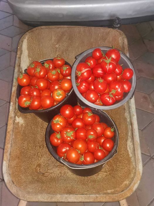 Vand rosii dulci si gustoase crescute ecologic din diverse soiuri