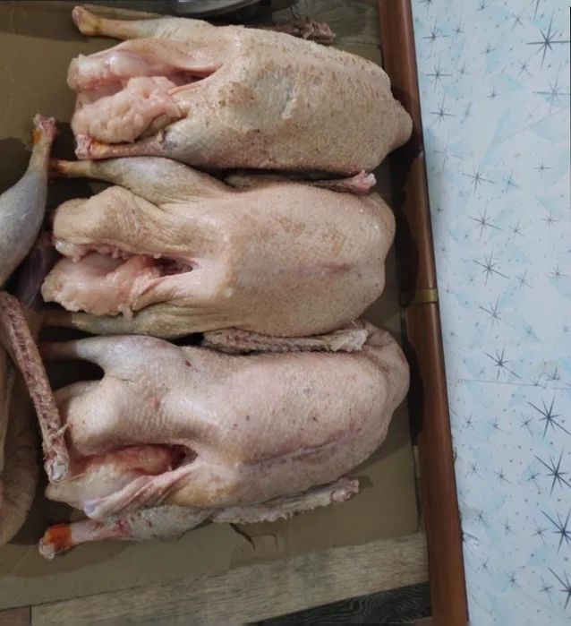 Мясо домашних гусей