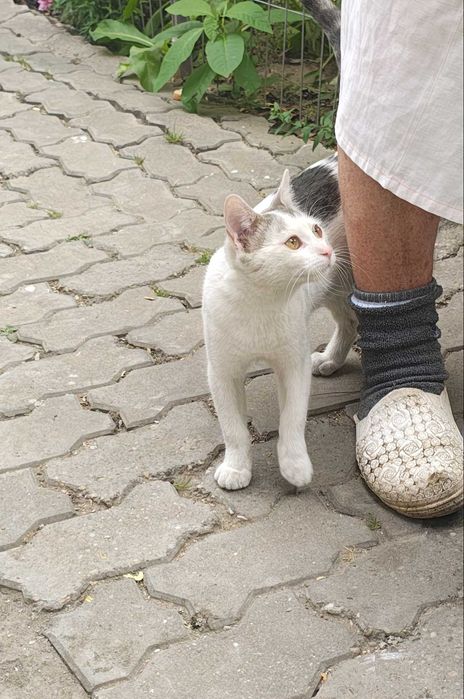Dau pisoi pentru adoptie