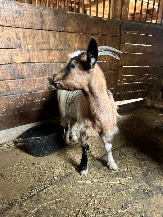 Tap saanen /capra de lapte de vanzare
