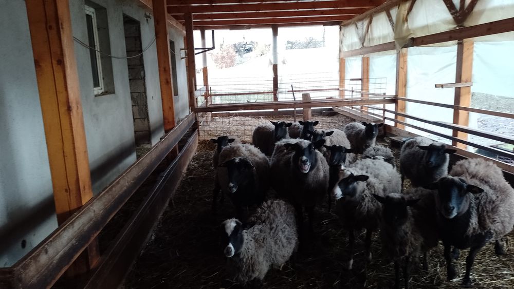 Vând oi rasa Romanov