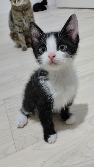 Мальчики в добрые руки