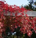 Vita de Canada (Parthenocissus quinquefalia).  oferta 100 buc