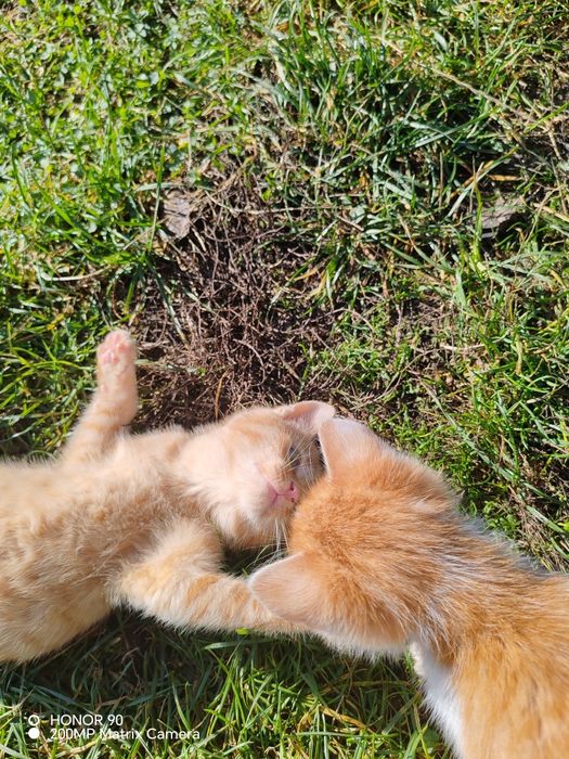 Pisoi pentru adopție!