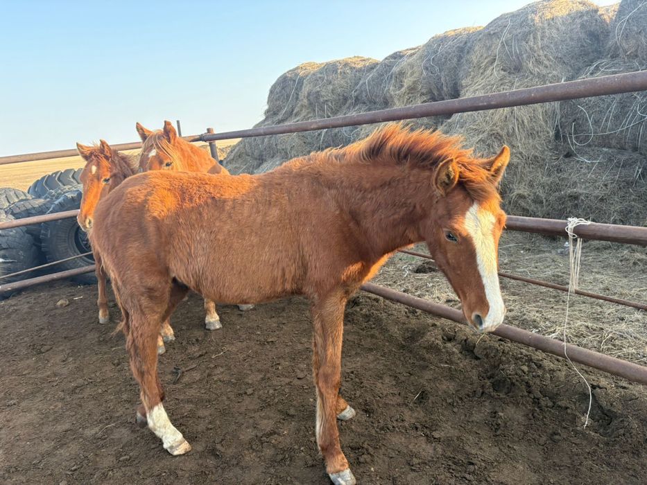 Еркек ұрғашы семіз жабағылар бар