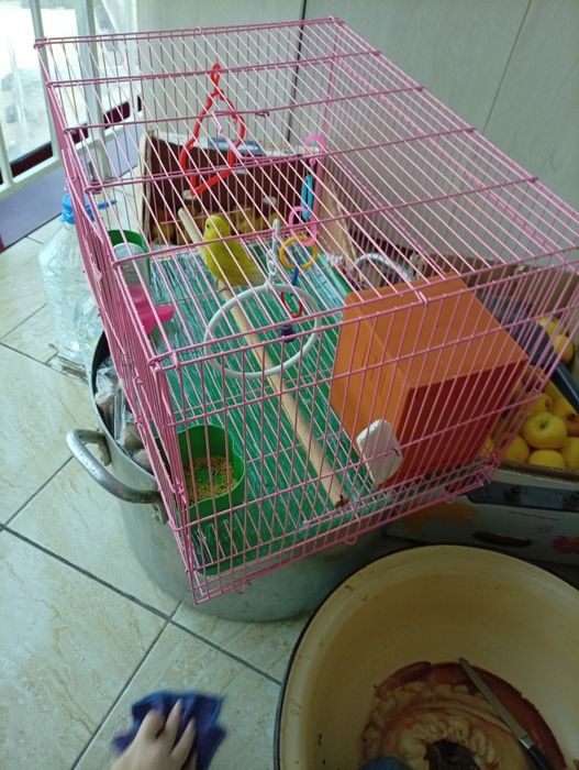 Попугай цыпленок продается