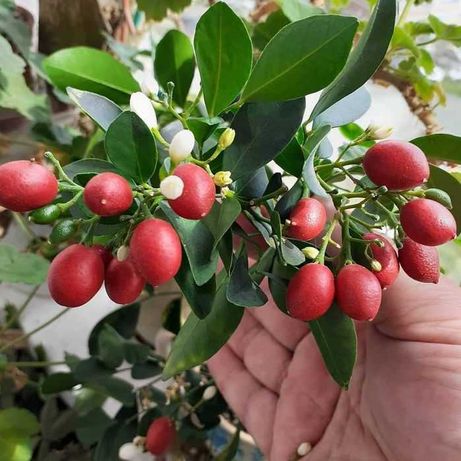 Мурайя карликовая - плодоносящее комнатное растение, уже с ягодками.