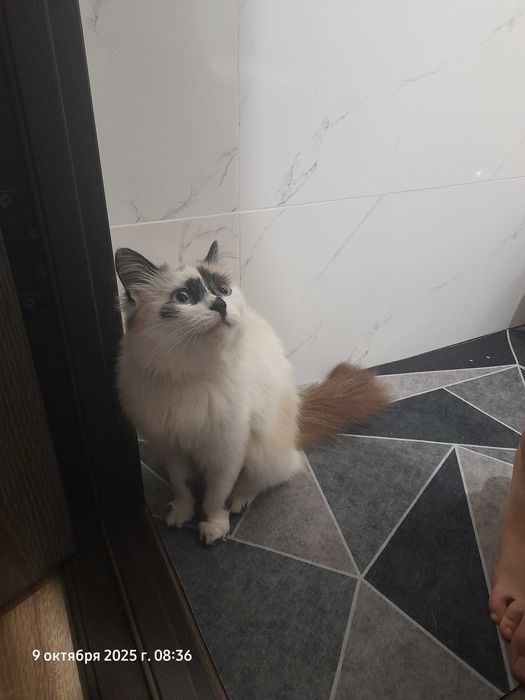 Отдам кошку в добрые руки