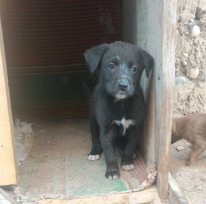 Щенки, 2 месяца. Фергана, Киргили. В добрые руки. Бесплатно