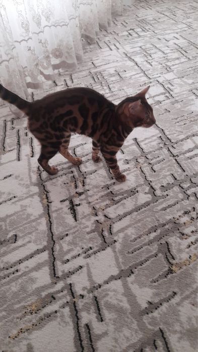 Бенгальская кошка (тимон) bengal muwugi