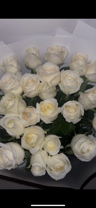 Метровый роза 25шт