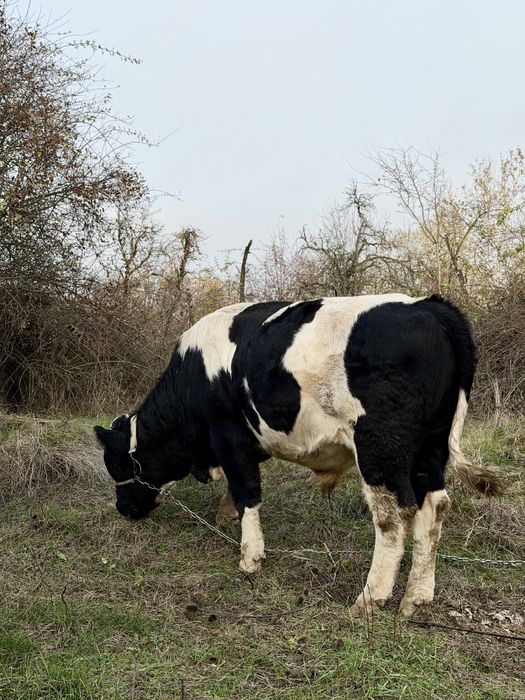 Vand taur varsta 11 luni