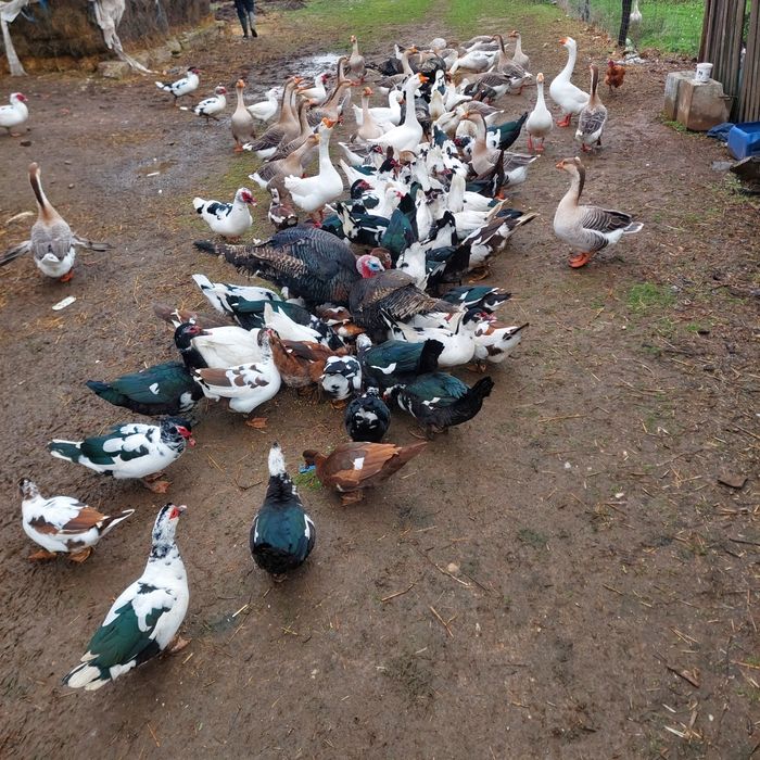 Gâște și rațe leșești (mute)