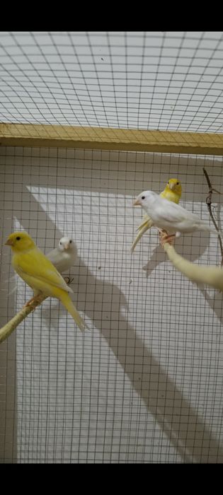 Kanareka sotiladi 3 ta nar 1 ta moda soglom tayor