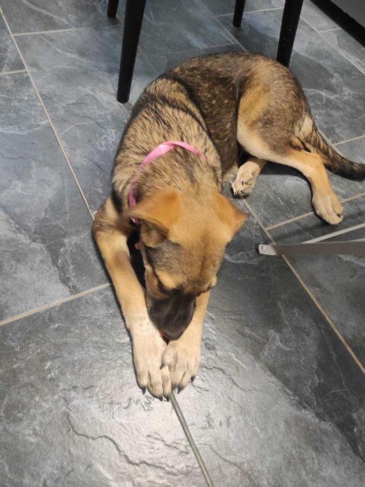 Подарям кученце Рози