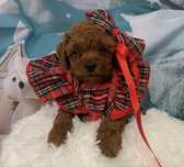 Пудел той Poodle toy с родословие