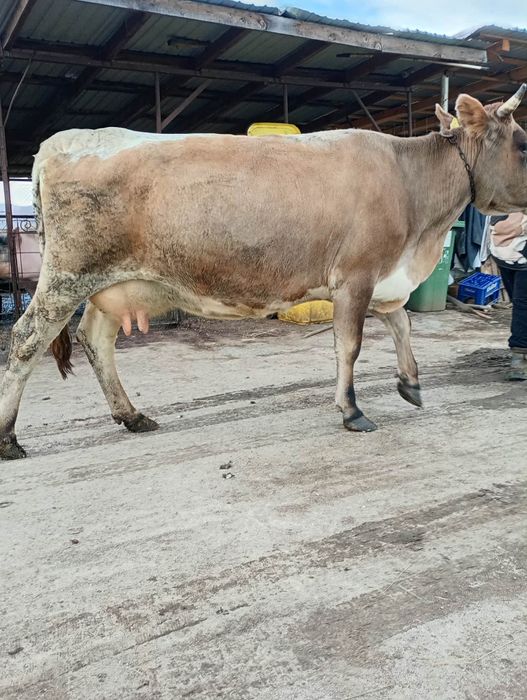 Vând vaca fătată recent