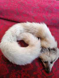 Шал от бяла лисица