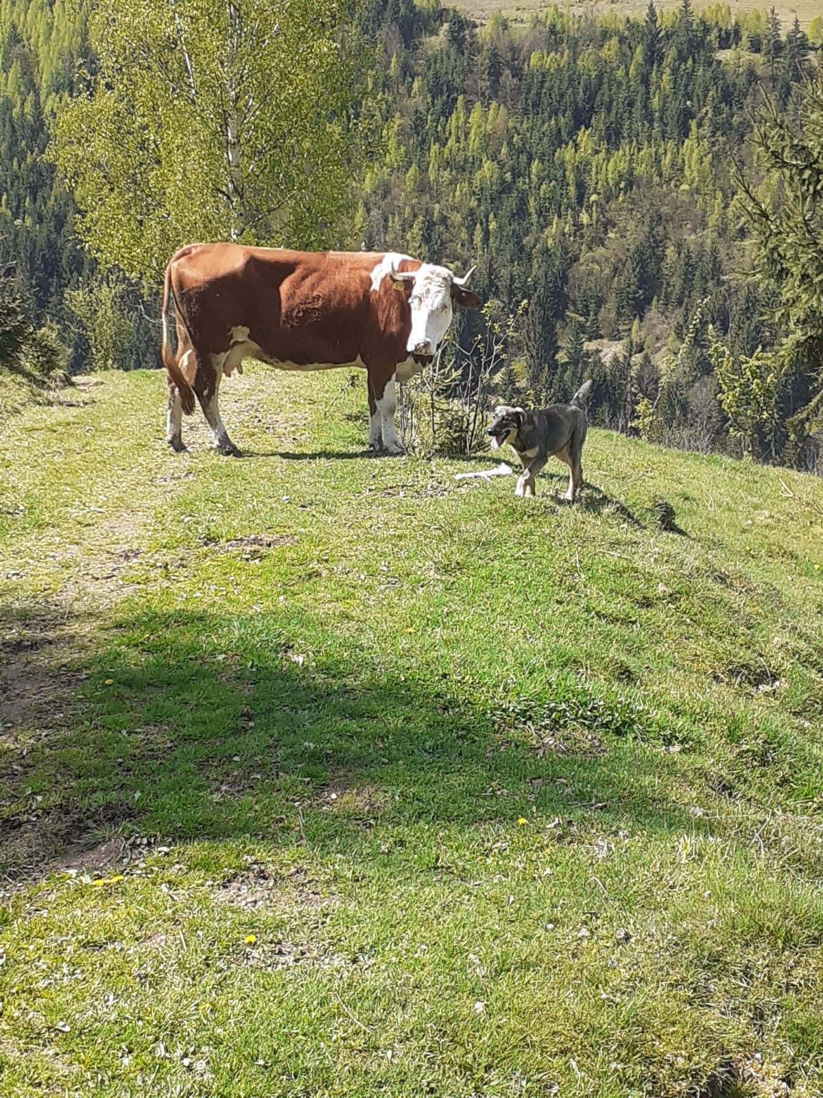 Vând vacă balțată