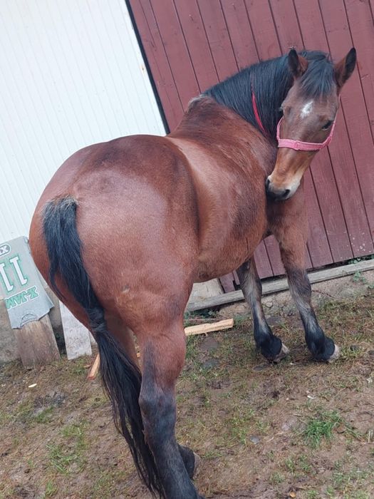 Vând Mânză de 3 Ani ..