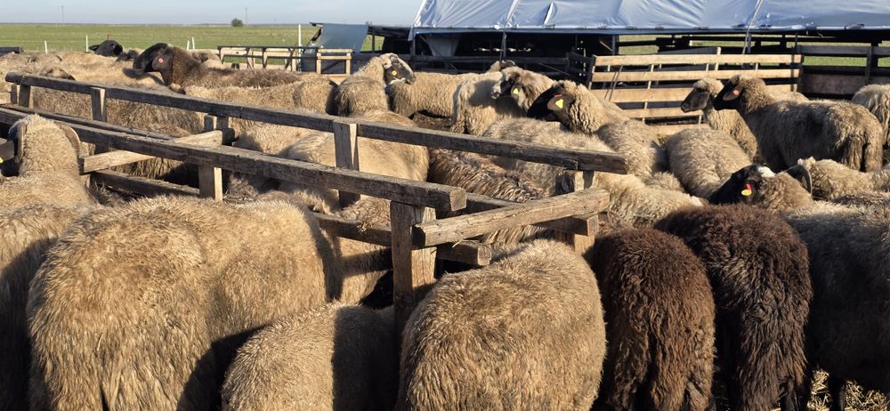 Vand oi cap negru (tigaie) pe ales