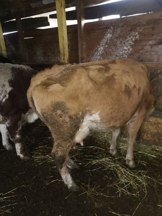 Vand vaca baltata romaneasca montata