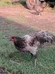 Cocoși Australorp