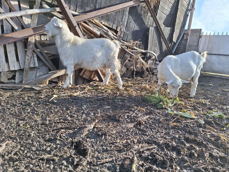 Vand țap sut genetic