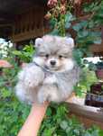 Pomeranian  femela