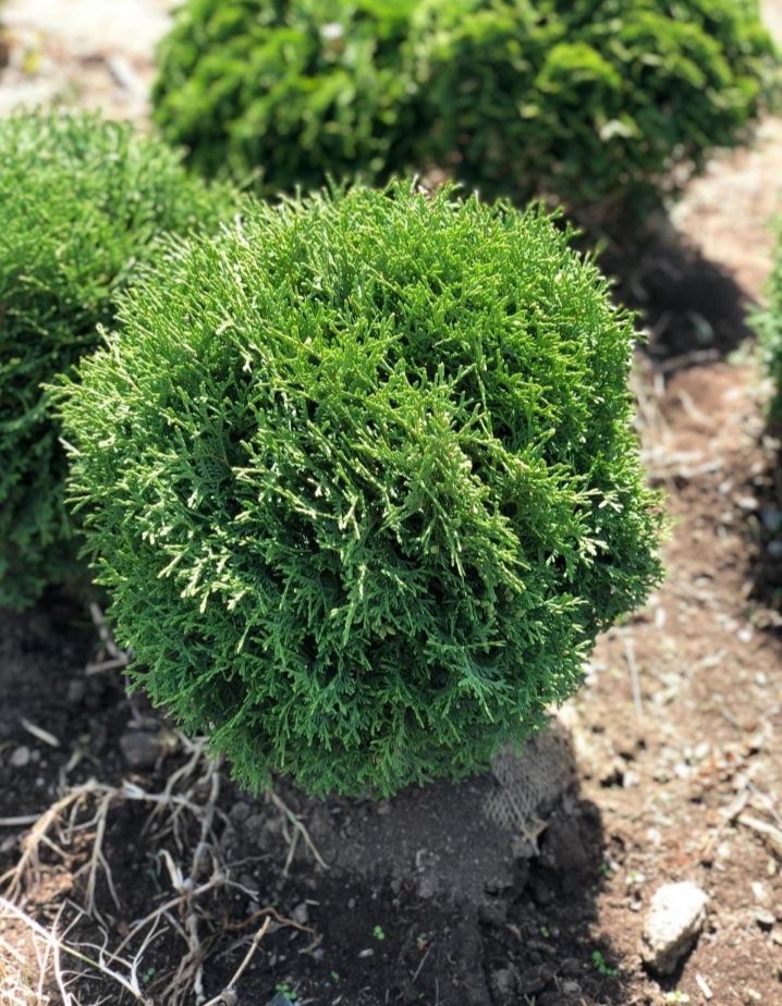 Plante ornamentale tuia smarald Mesteacăn catalpa gazon rulou