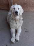 Femela golden retriever