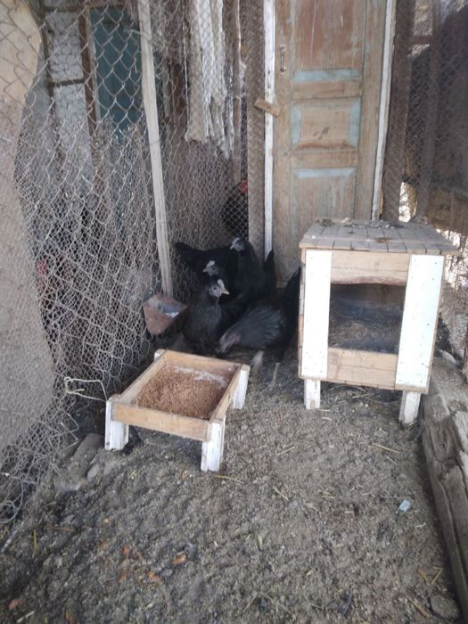 Mokiyon tovuq sotiladi