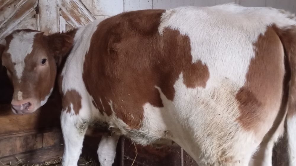 Vând vițică bălțată de 5-6 luni