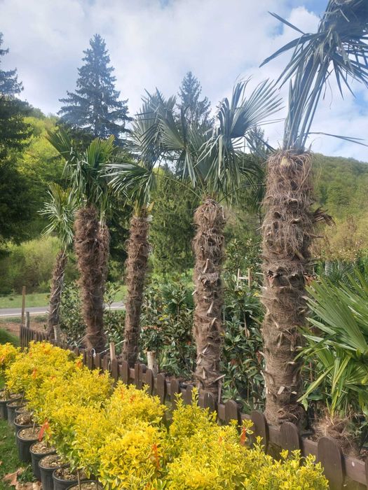 Tuia, Cupressocyparis Leylandii, Pon Pon, Spirala Leylandii