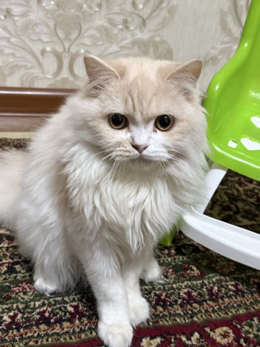 Продам кот пародистый