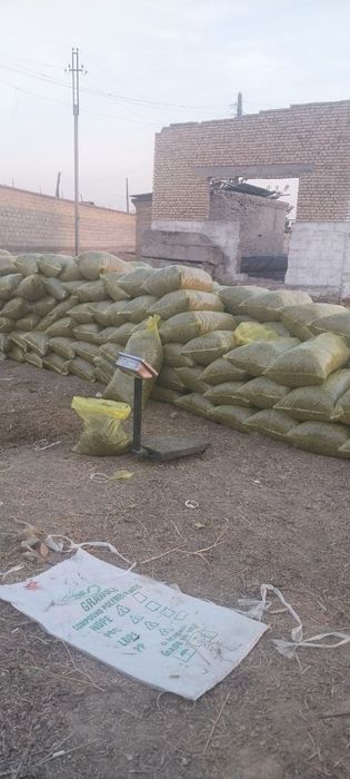 Selos Sotiladi 20 kiloli