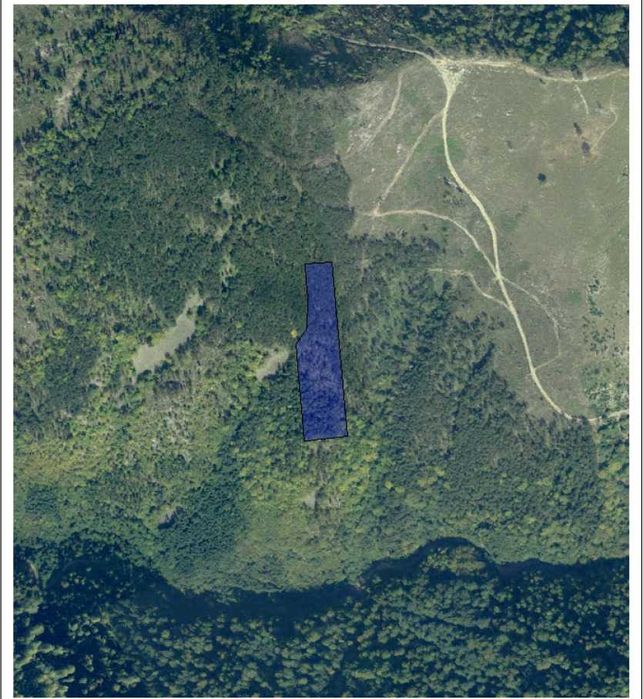 Padure de pin de vanzare