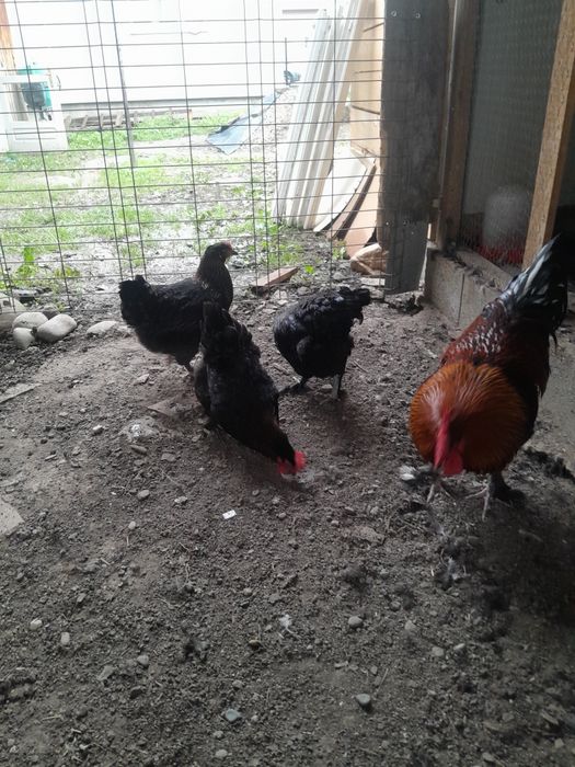 2 familii Marans