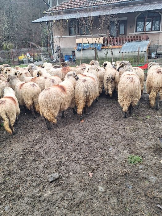 Vand 30 oi mai multe detalii în privat