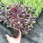 Plante aromatice - Busuioc (rosu, grecesc,genovez), menta, maghiran, l
