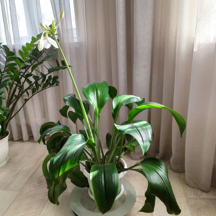 Лилия амазонская