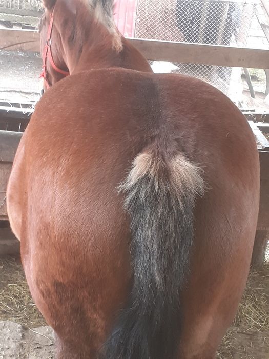 Vând iapa de 4 ani mai multe detali la tel