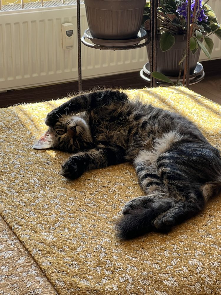 Коте за осиновяване
