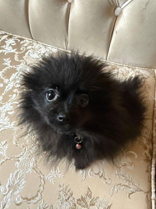 Щенки померанского шпица