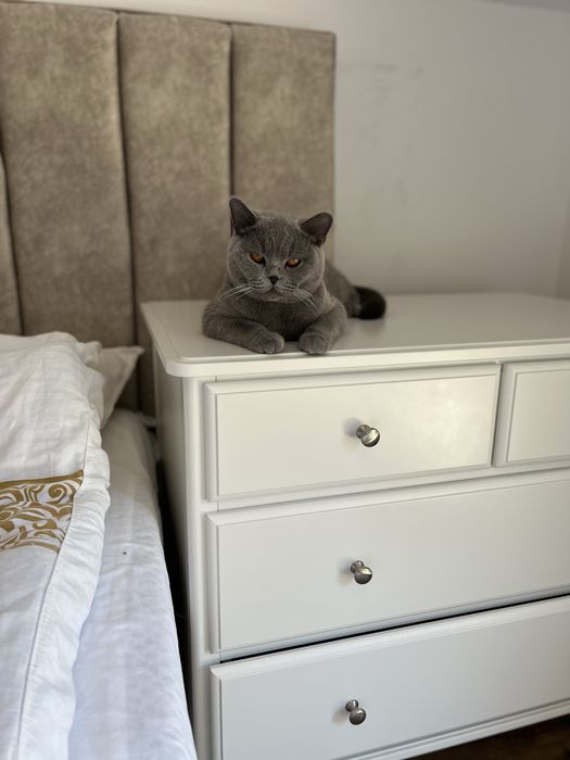 Pisica British Shorthair Blue adulta